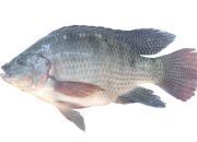 Inovasi Limbah Sisik Ikan Nila Menjadi Ekstrak Kolagen