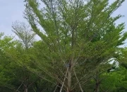 Jual-Pohon-Ketapang-Tinggi-5-Meter-Harga-Murah