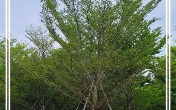 Jual-Pohon-Ketapang-Tinggi-5-Meter-Harga-Murah