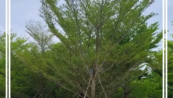 Jual Pohon Ketapang Berkualitas untuk Proyek dan Lingkungan Hijau