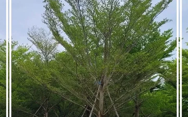 Jual-Pohon-Ketapang-Tinggi-5-Meter-Harga-Murah